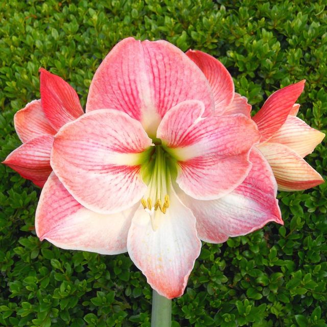 Semillas de Amaryllis apple blossum