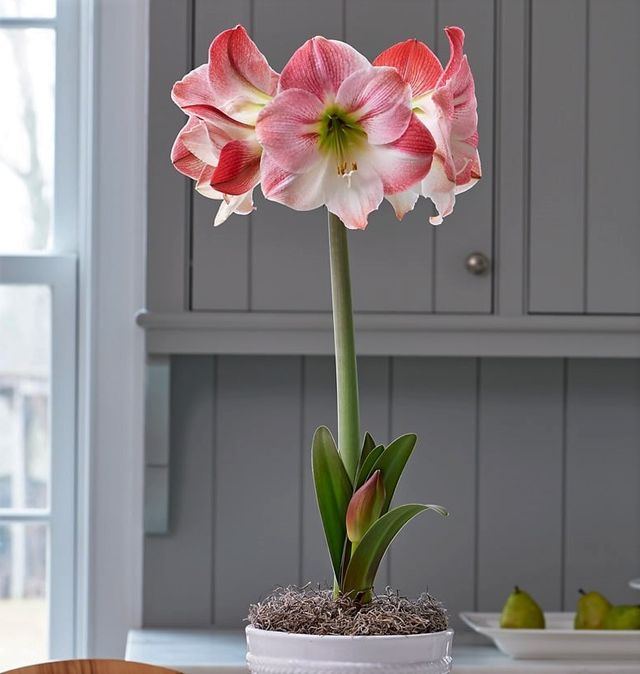 Semillas de Amaryllis apple blossum
