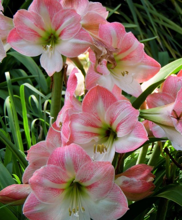Semillas de Amaryllis apple blossum