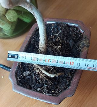 Bonsai, maceta rectangular de 17x12cm