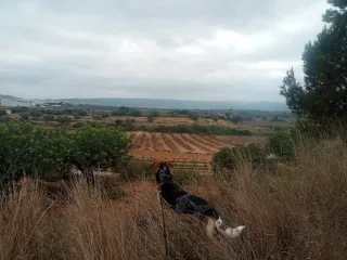 ALQUILER -TERRENO RUSTICO  PARCELA,EN CHESTE CV-50