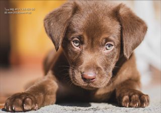 Objetivo Sony FE 85mm f1,8 como nuevo