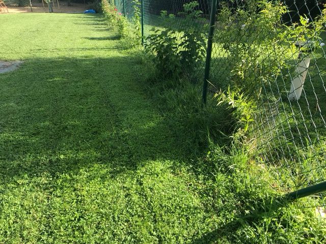 Escarificado y resiembra cesped