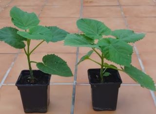 PAULOWNIAS PLANTAS  RAICES O SEMILLAS.