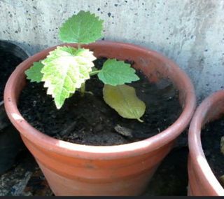 PAULOWNIAS PLANTAS  RAICES O SEMILLAS.