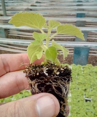 PAULOWNIAS PLANTAS  RAICES O SEMILLAS.