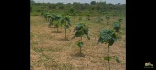 PAULOWNIAS PLANTAS  RAICES O SEMILLAS.