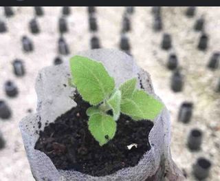 PAULOWNIAS PLANTAS  RAICES O SEMILLAS.