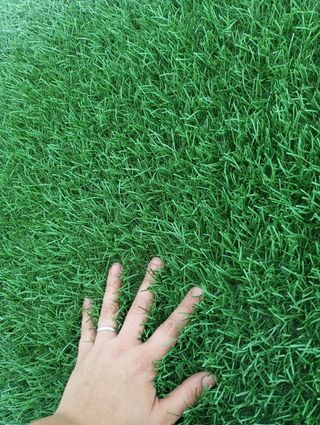 Césped reutilizados para decorar