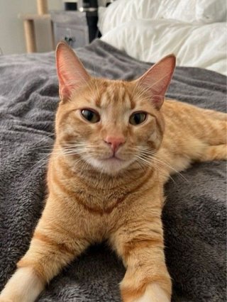 Ofrezco, puesto de canguro o cuidadora canina