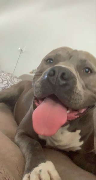 Ofrezco, puesto de canguro o cuidadora canina