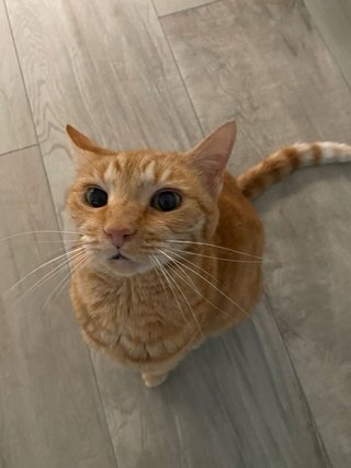Ofrezco, puesto de canguro o cuidadora canina