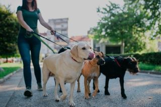 Paseador/cuidador de perros