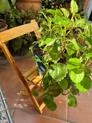 silla plegable pequeña de madera 