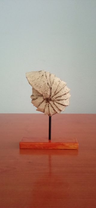 Figura caracola
