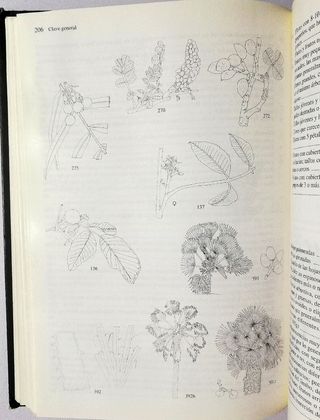 Árboles y arbustos de la península Ibérica Tomo 1