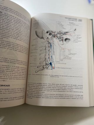 Anatomia Humana Rouviere