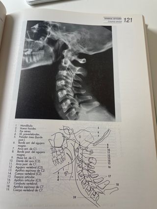 Anatomia Humana Rouviere