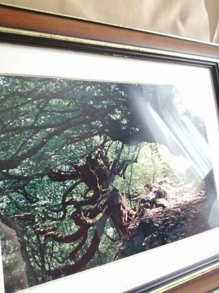 3 quadri fotografici