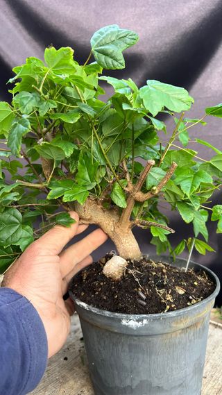 PRE - BONSAI ACER BUERGERIANO
