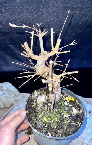 PRE - BONSAI ACER BUERGERIANO