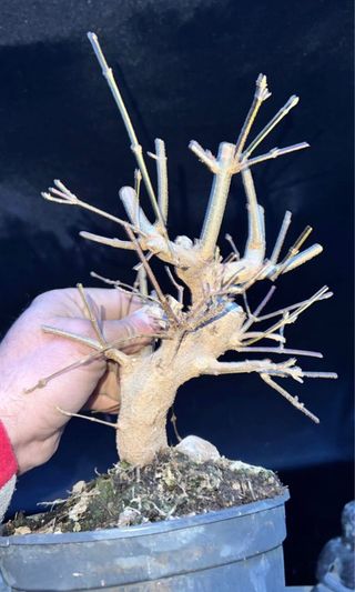 PRE - BONSAI ACER BUERGERIANO