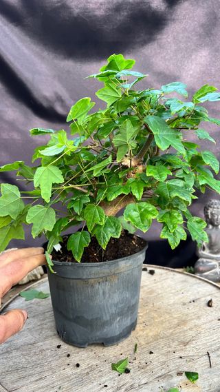 PRE - BONSAI ACER BUERGERIANO