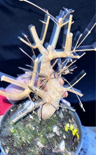 PRE - BONSAI ACER BUERGERIANO