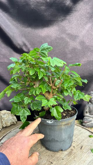 PRE - BONSAI ACER BUERGERIANO