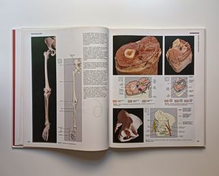 Anatomía humana.