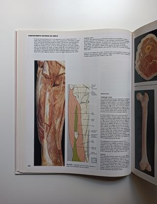 Anatomía humana.