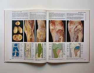 Anatomía humana.