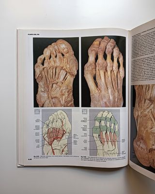 Anatomía humana.