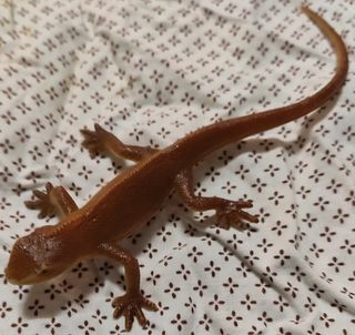 Lucertola marrone Animale giocattolo - Giochi