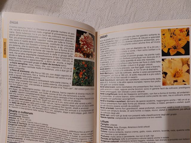 Bulbi, tuberi e rizomi