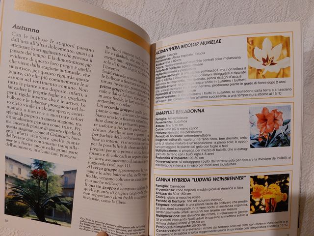 Bulbi, tuberi e rizomi