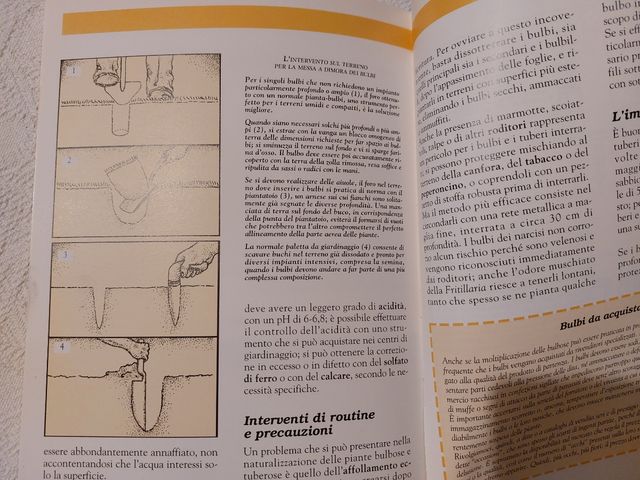 Bulbi, tuberi e rizomi