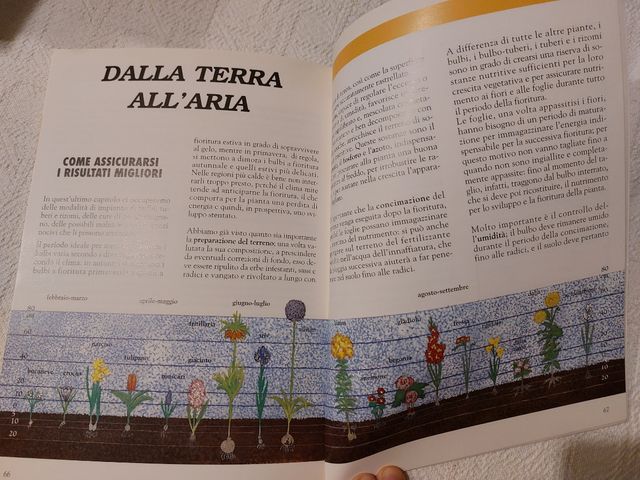 Bulbi, tuberi e rizomi