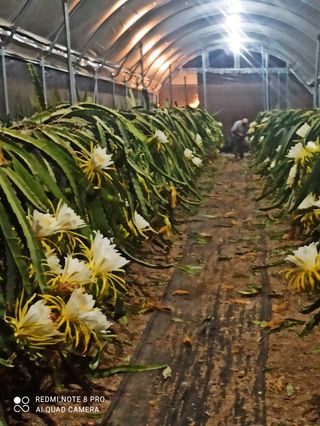 Pitahaya autopolinizante