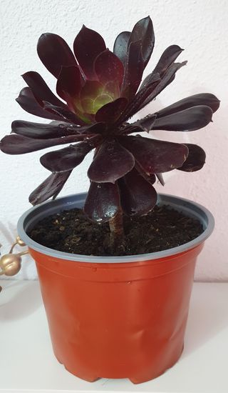 Vendo bonita planta x 3€