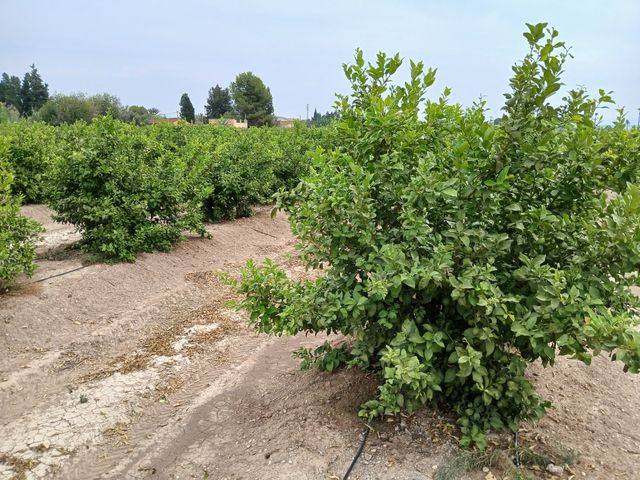 Terreno en venta. Explotación en rentabilidad
