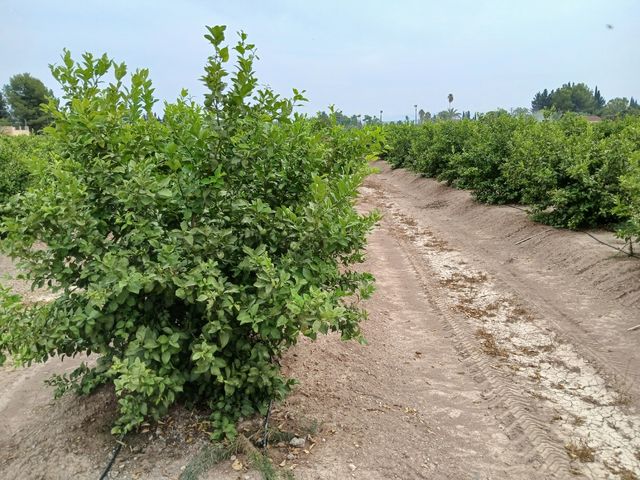 Terreno en venta. Explotación en rentabilidad