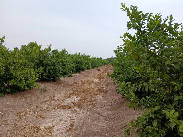 Terreno en venta. Explotación en rentabilidad