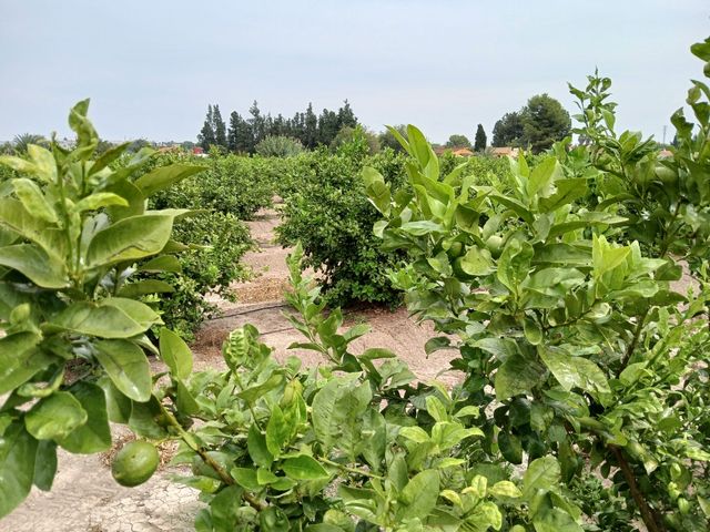 Terreno en venta. Explotación en rentabilidad