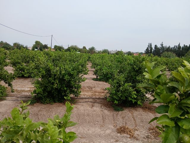 Terreno en venta. Explotación en rentabilidad