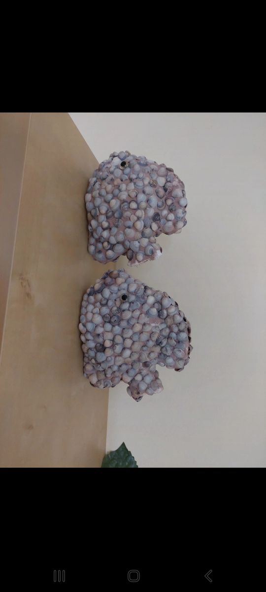 Pesciolini da esposizione