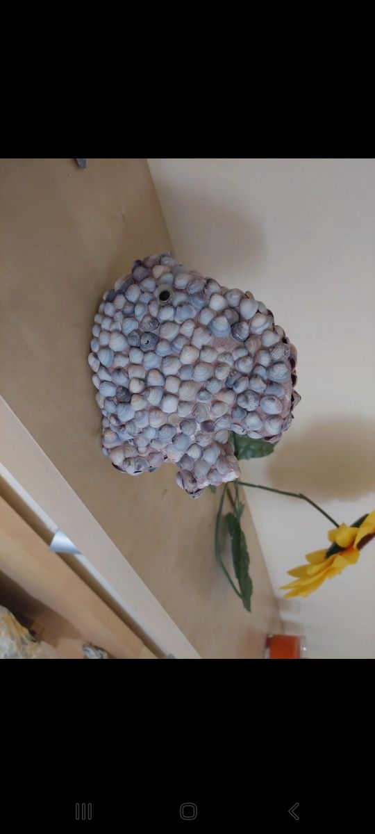 Pesciolini da esposizione