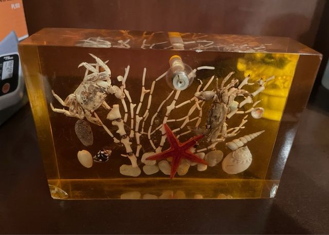 Especímenes de mar en ámbar