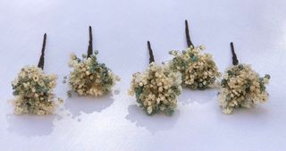 Horquillas de paniculata preservada