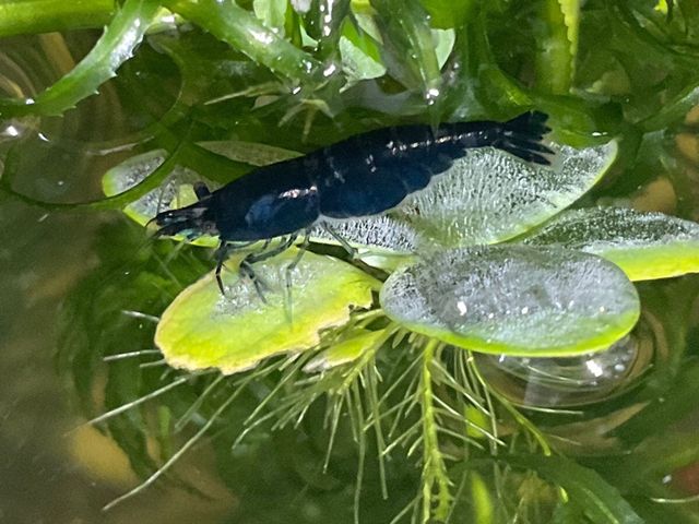 Plantas Acuario Naturales.